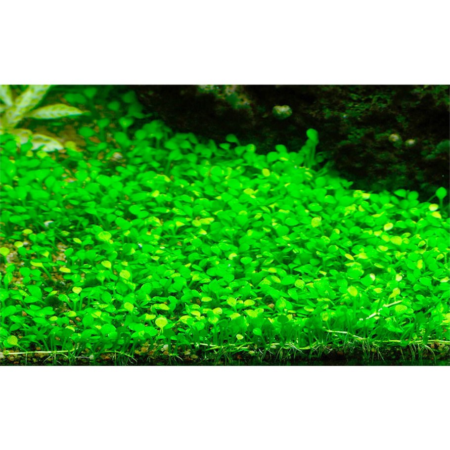 Марсилия Азорская