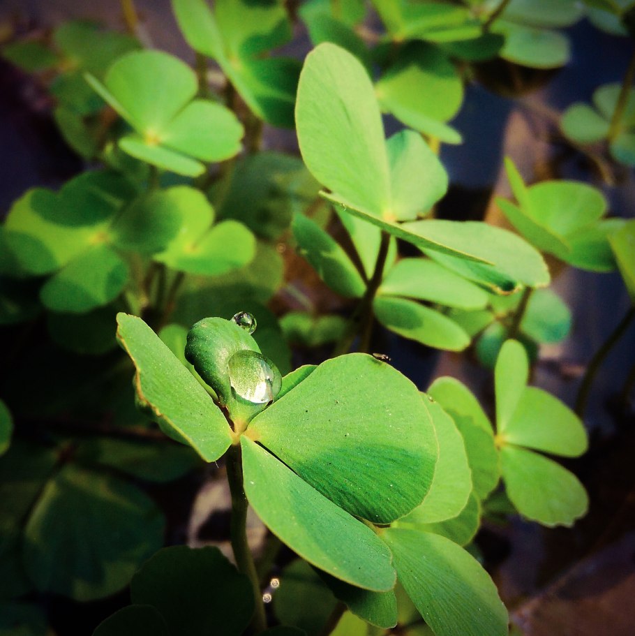 Марсилия щетинистая