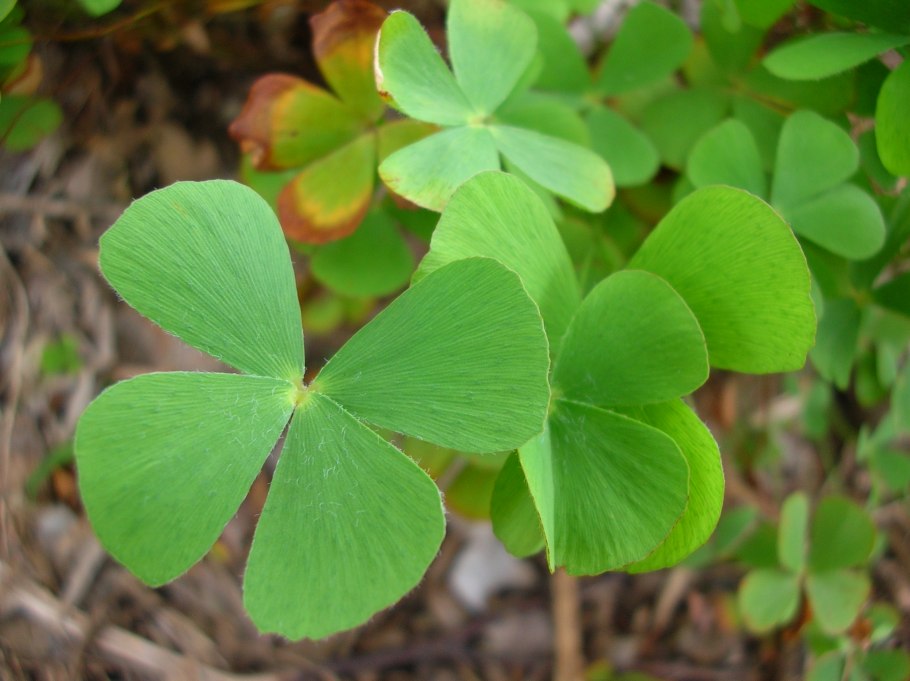 Марсилия в палюдариуме