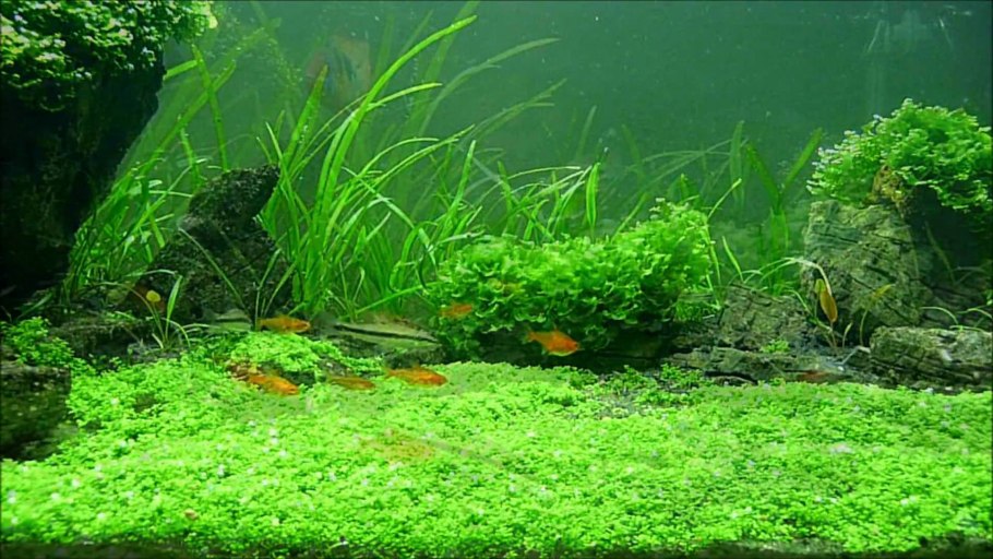 Марсилия щетинистая