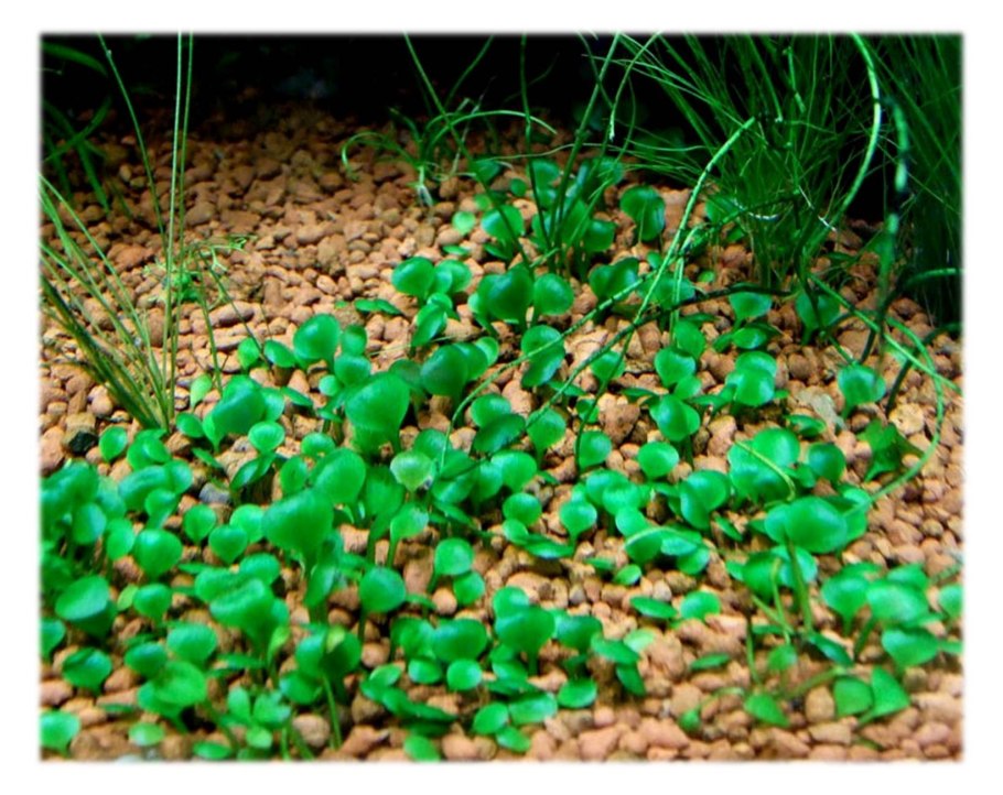 Мох Марсилия