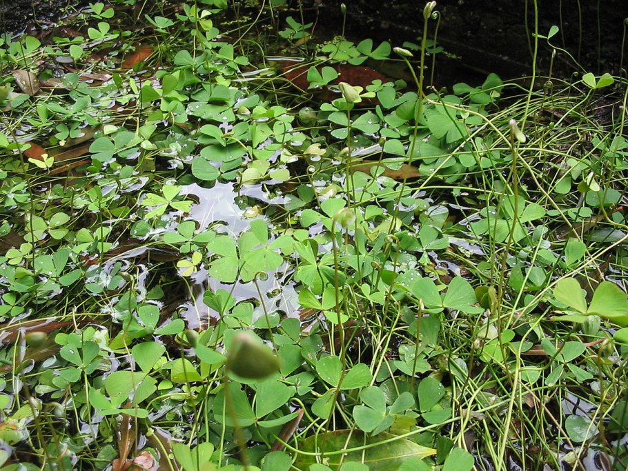 Marsilea quadrifolia