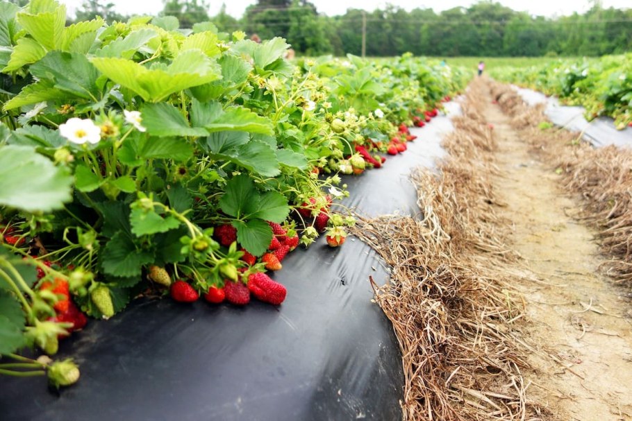 Агроткань для клубники