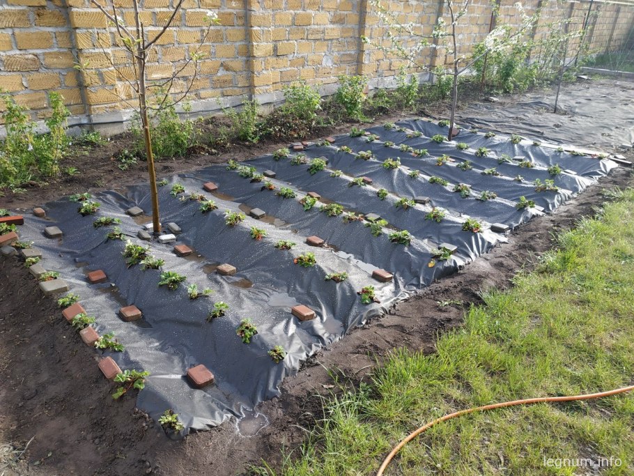 Грядки Виктории под черным укрывным