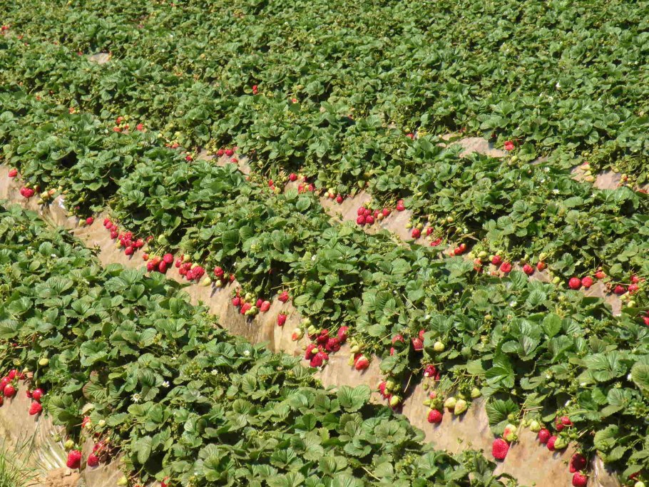 Очиқ далада қулупнай етиштириш