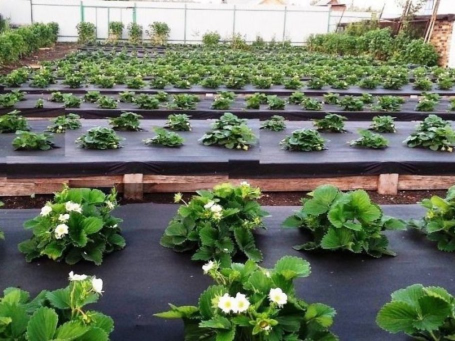 Агротекс для клубники