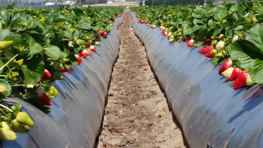 Мульчирующая пленка для клубники