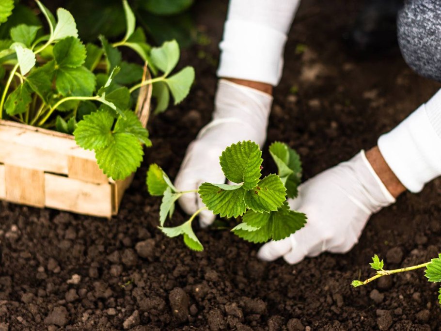 Сажаем клубнику