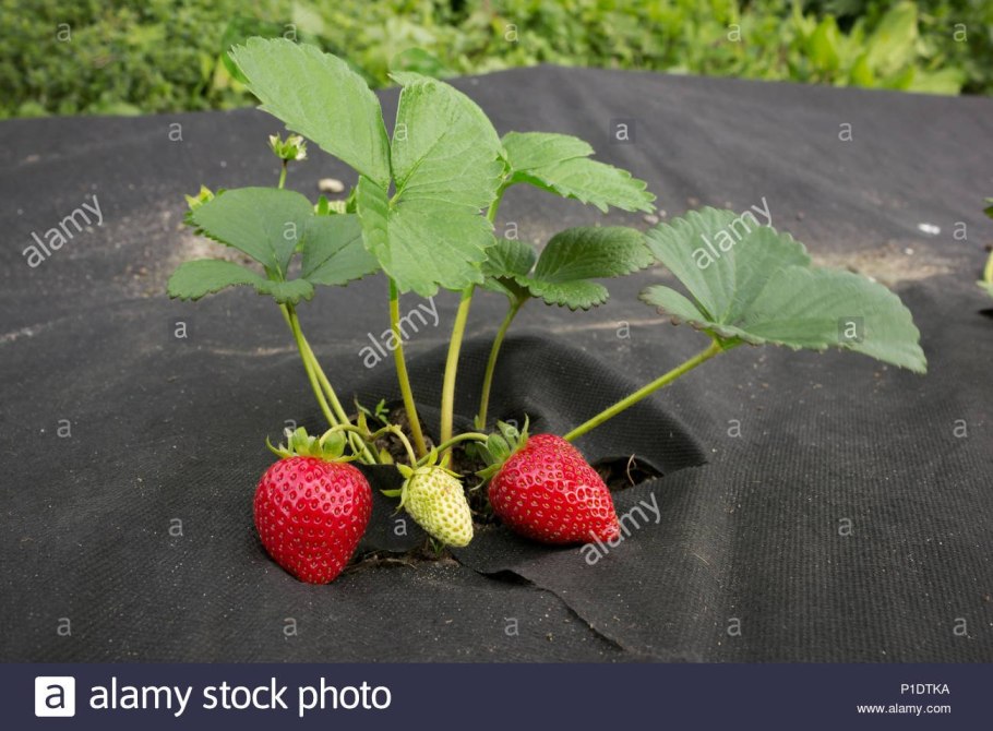 Клубника Садовая черный спанбонд