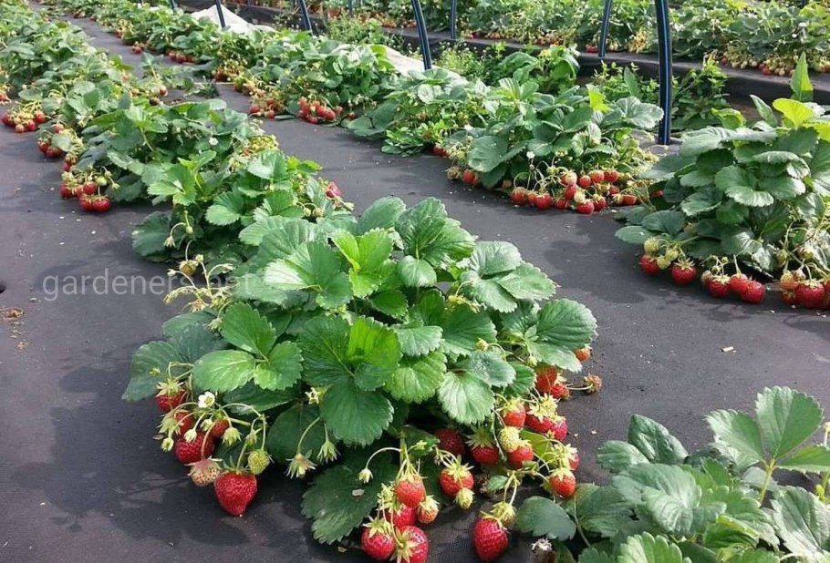 Грядки для Виктории и клубники