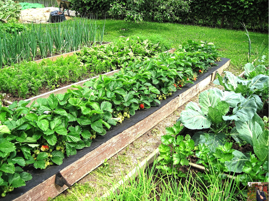 Посадка ремонтантной земляники