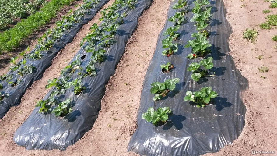 Клубника под рассаду