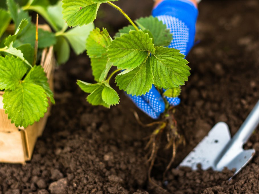 Высадка саженцев клубники