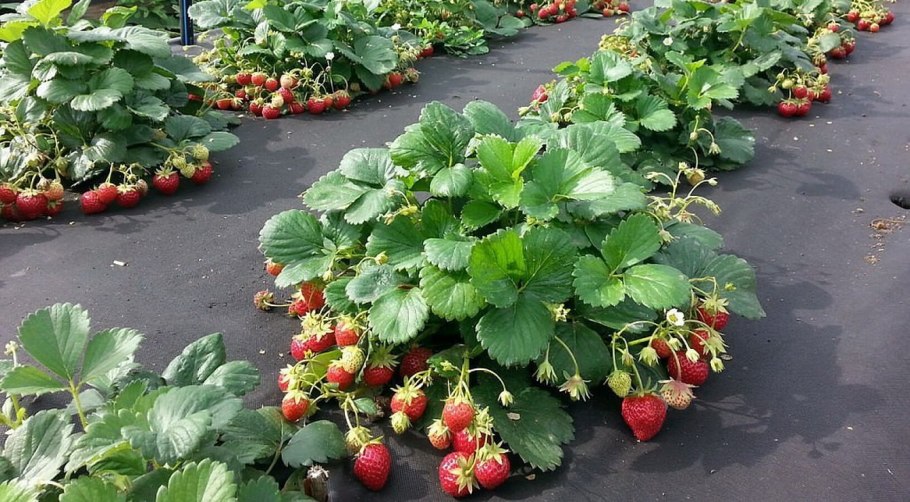 Ремонтантная клубника грядки