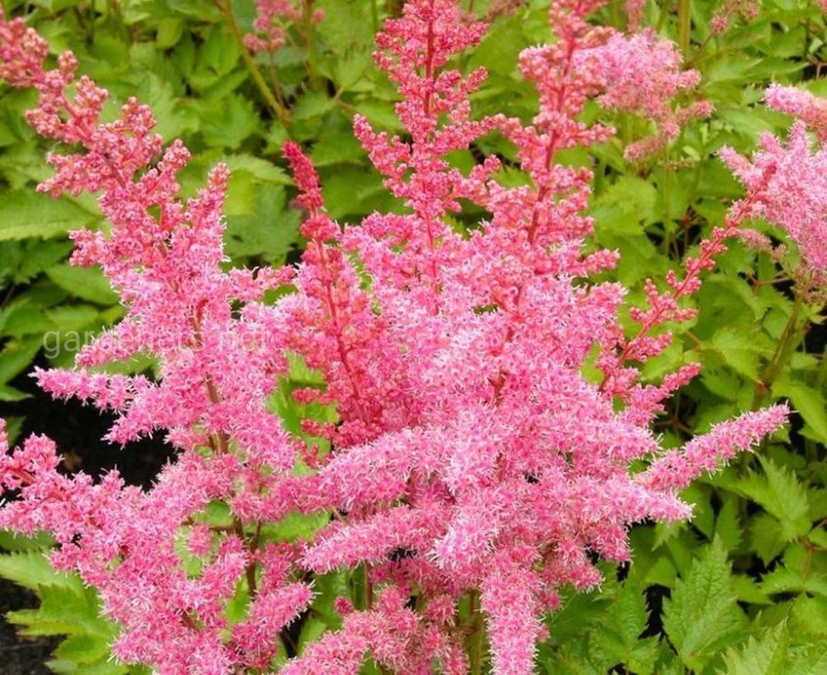 Астильба Тунберга &#96;Moerheimii&#96;