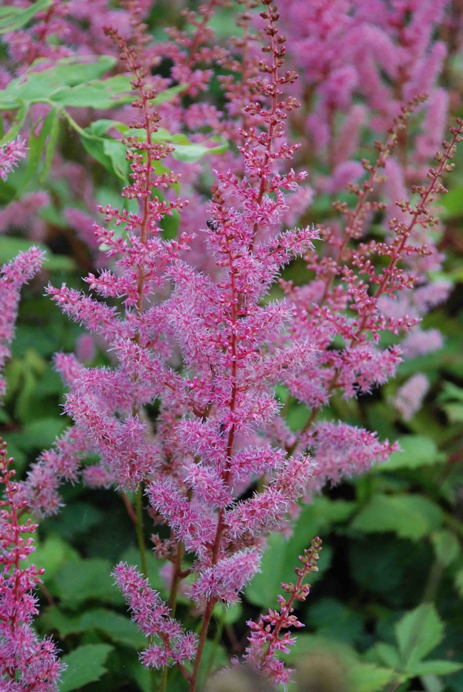 Астильба Страуссенфедер Straussenfeder