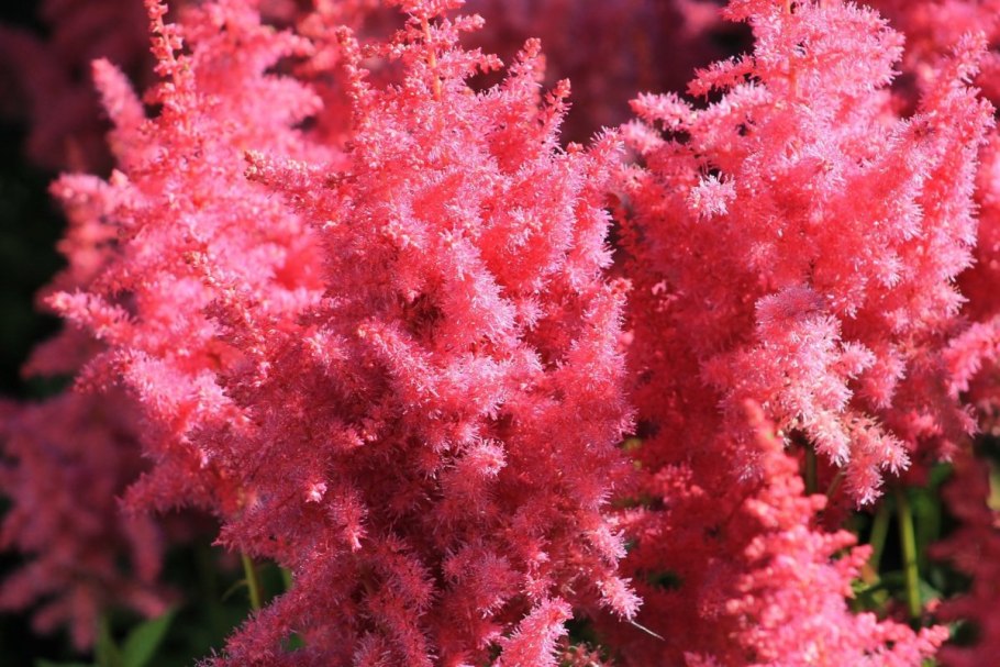 Астильба арендса фанал