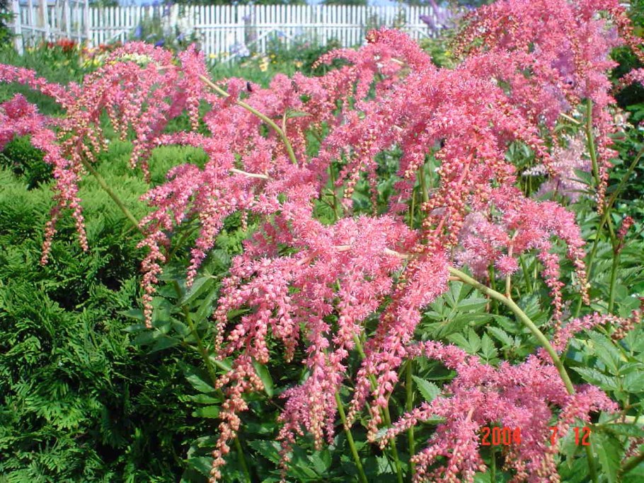 Астильба Тунберга &#96;Moerheimii&#96;