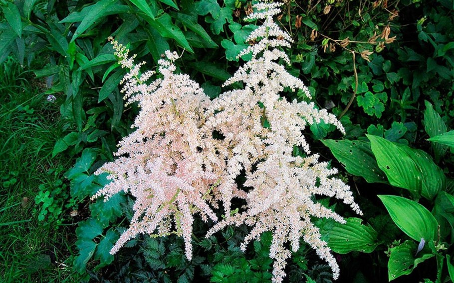 Астильба Тунберга Страуссенфедер