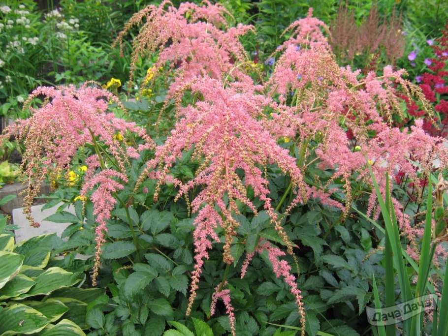 Астильба Тунберга Штраусенфедер