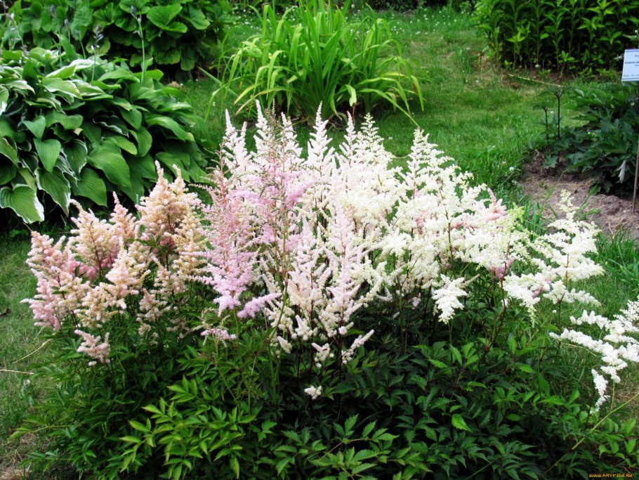 Астильба Тунберга Моерхейм