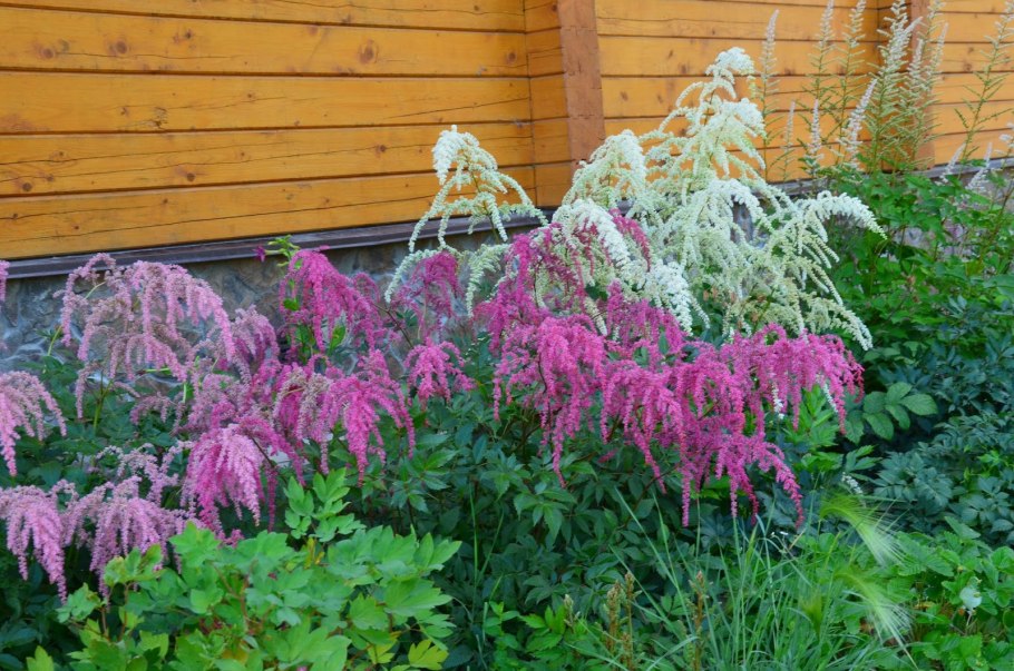 Астильба Ван дер Вилен