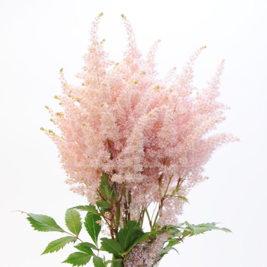 Астильба альба