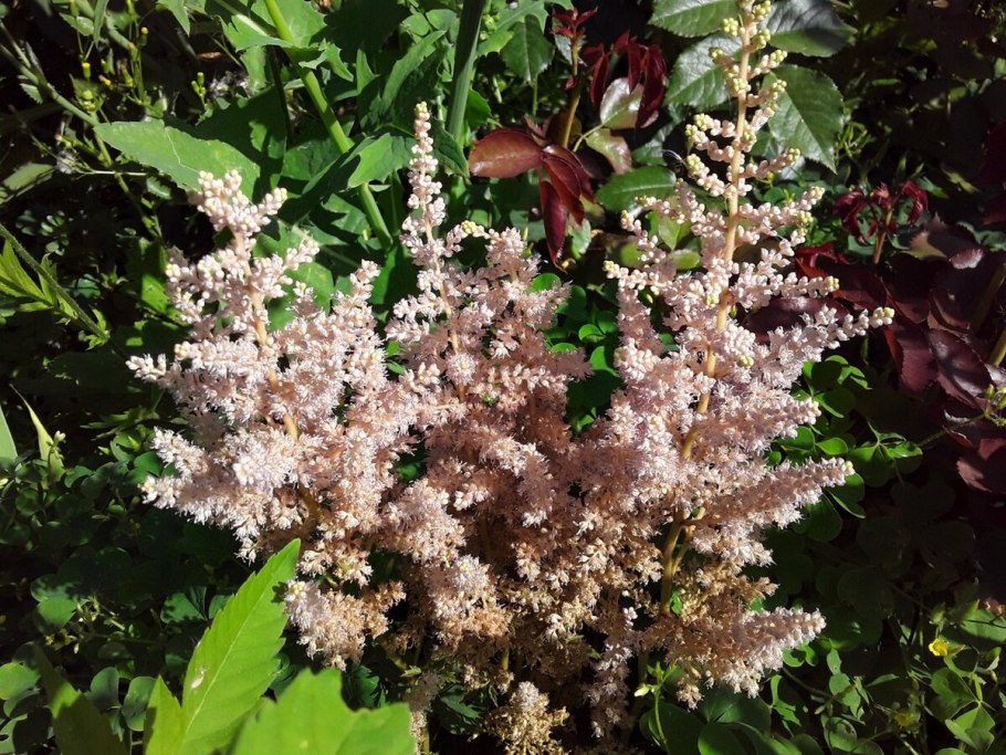 Астильба аметист