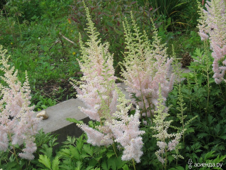 Астильба straussenfeder
