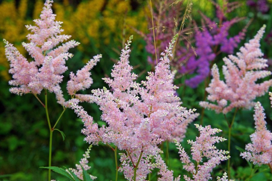 Астильба Страуссенфедер Straussenfeder