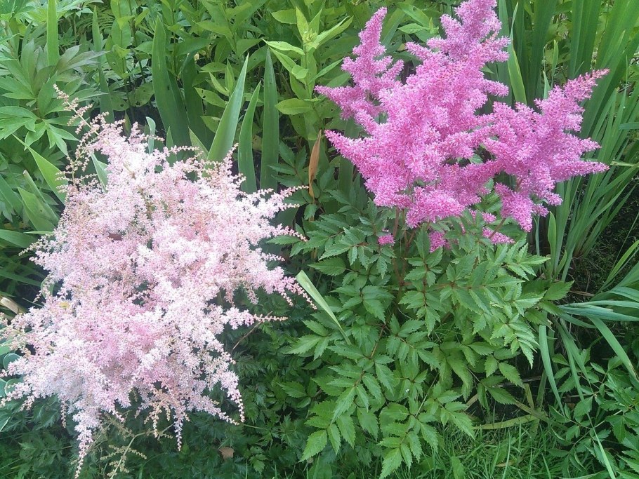 Астильба Давида Astilbe davidii