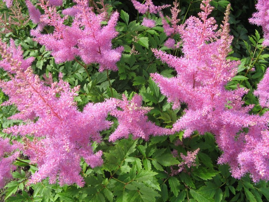 Астильба Тунберга «Prof.van der wielen»