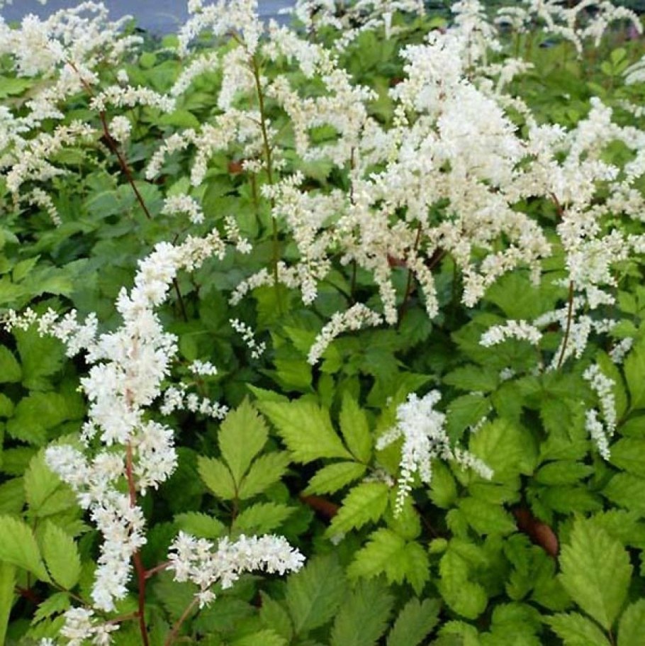 Astilbe (a) 'Erika'