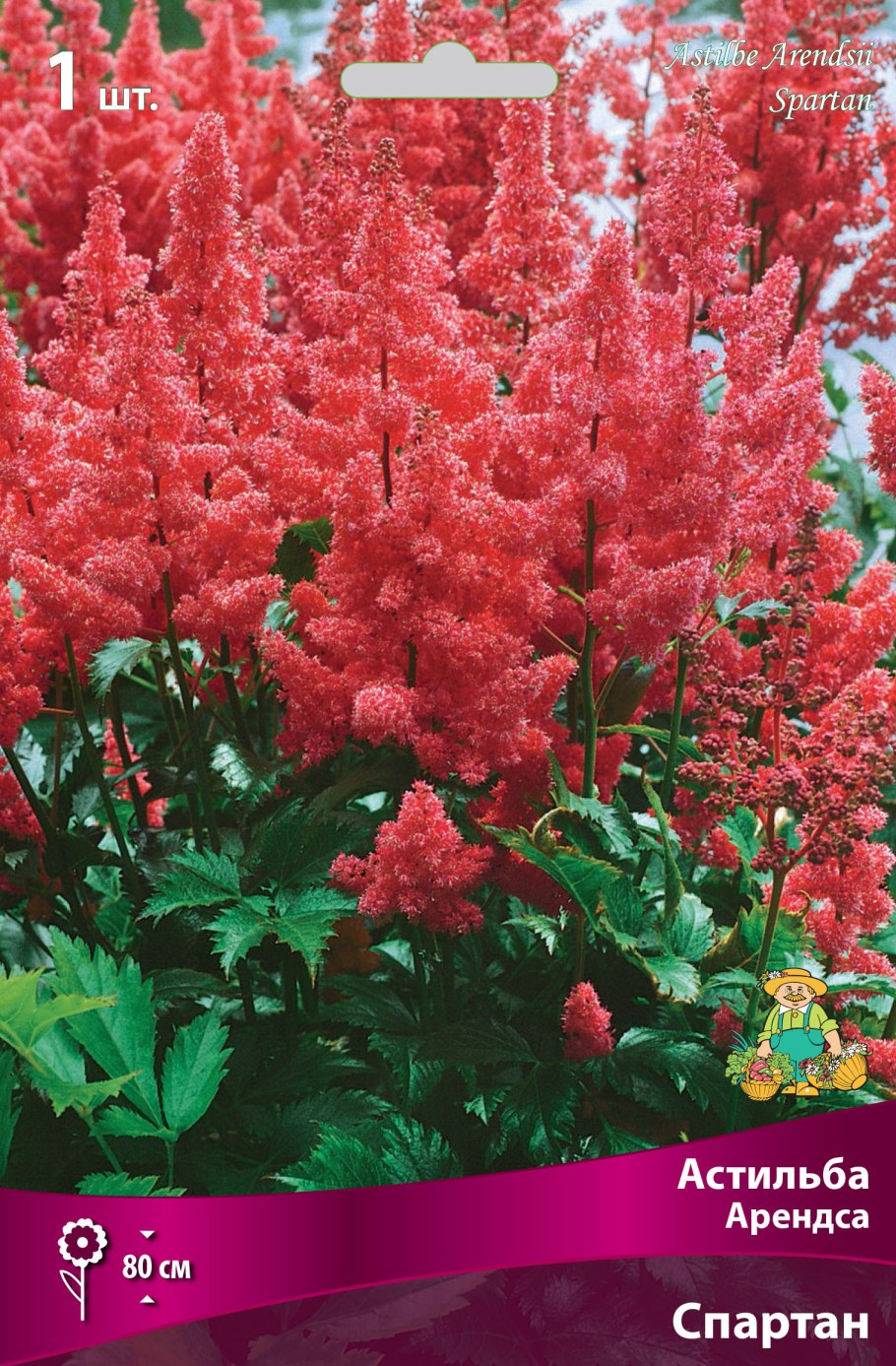Астильба АСТАРИ Роуз