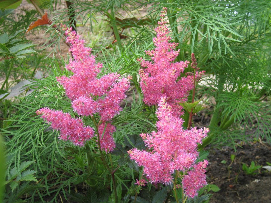 Астильба давида