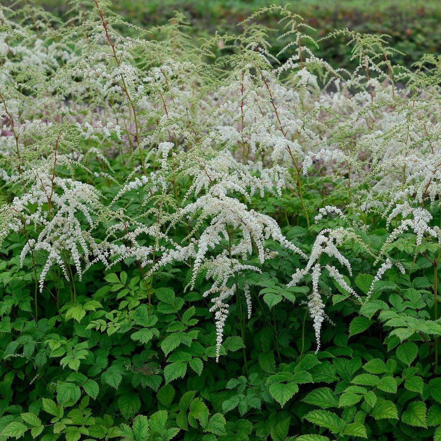 Астильба профессор ван дер вилен
