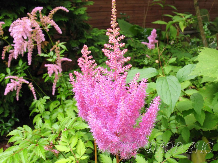 Астильба gloria purpurea