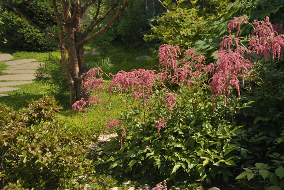 Астильба тунберга страуссенфедер