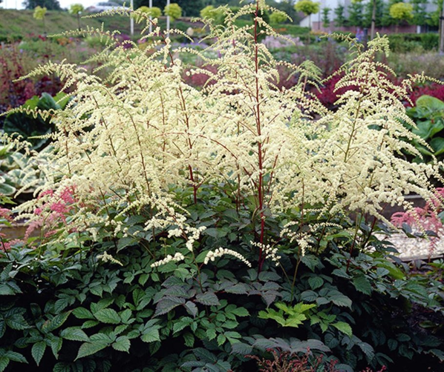 Астильба тунберга профессор ван дер вилен