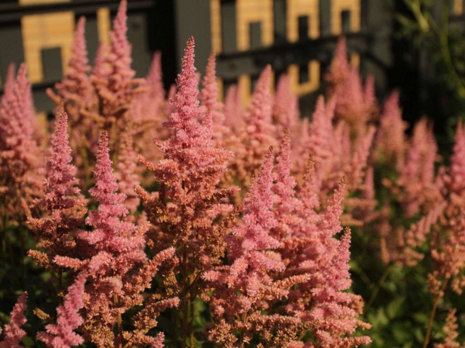 Астильба Тунберга Штраусенфедер