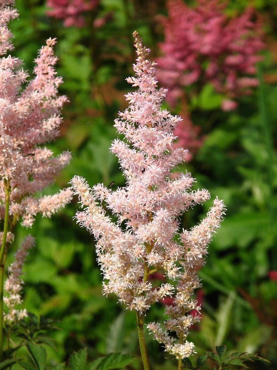 Спирея метельчатая астильба