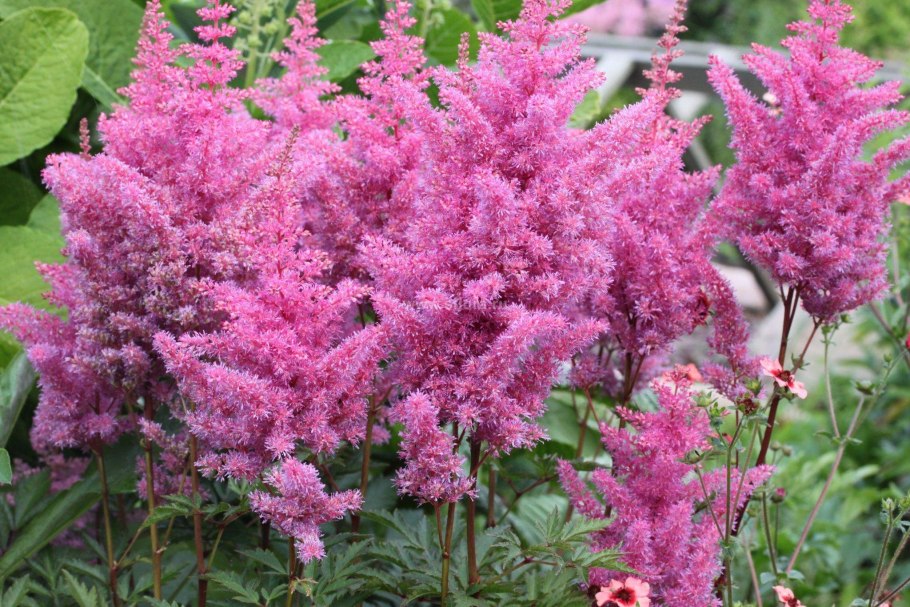 Астильба Тунберга &#96;Moerheimii&#96;