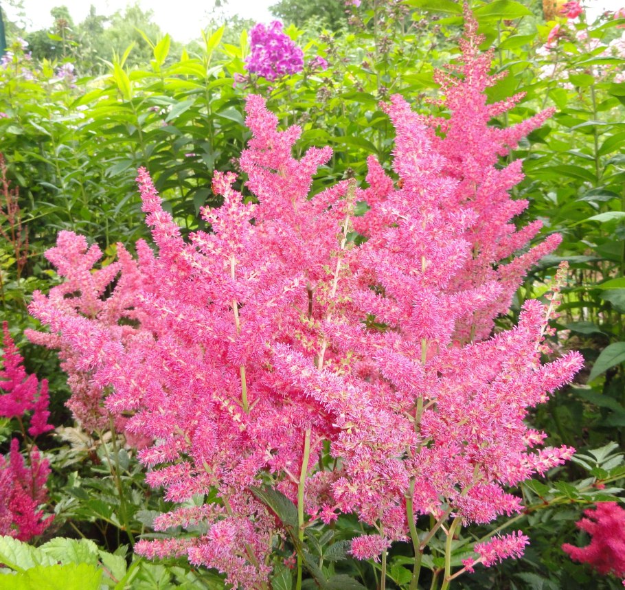 Астильба профессор Ван дер Вилен