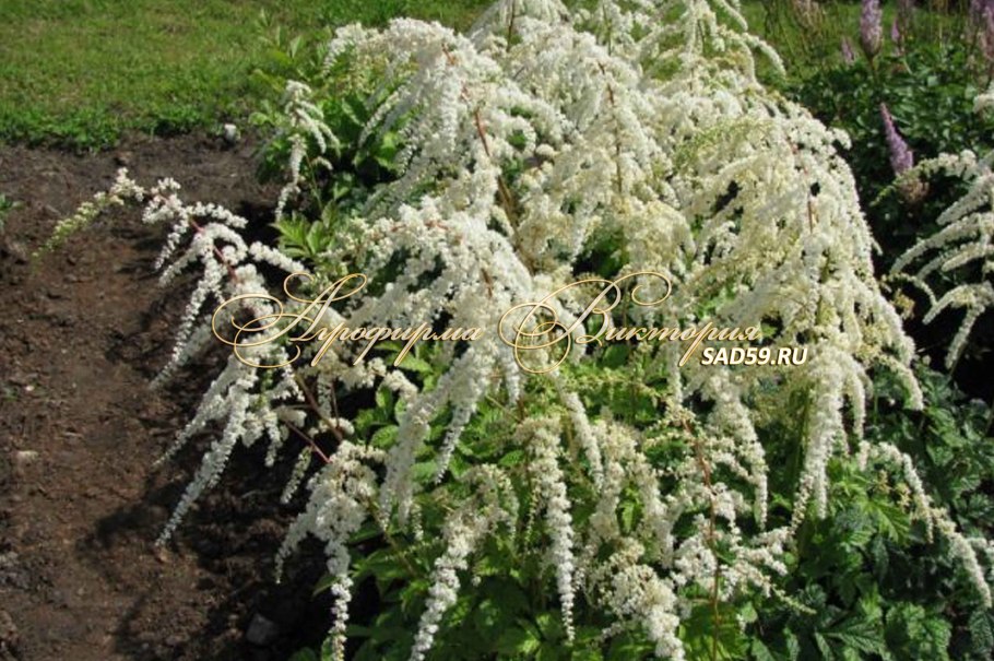 Астильба Страуссенфедер Straussenfeder