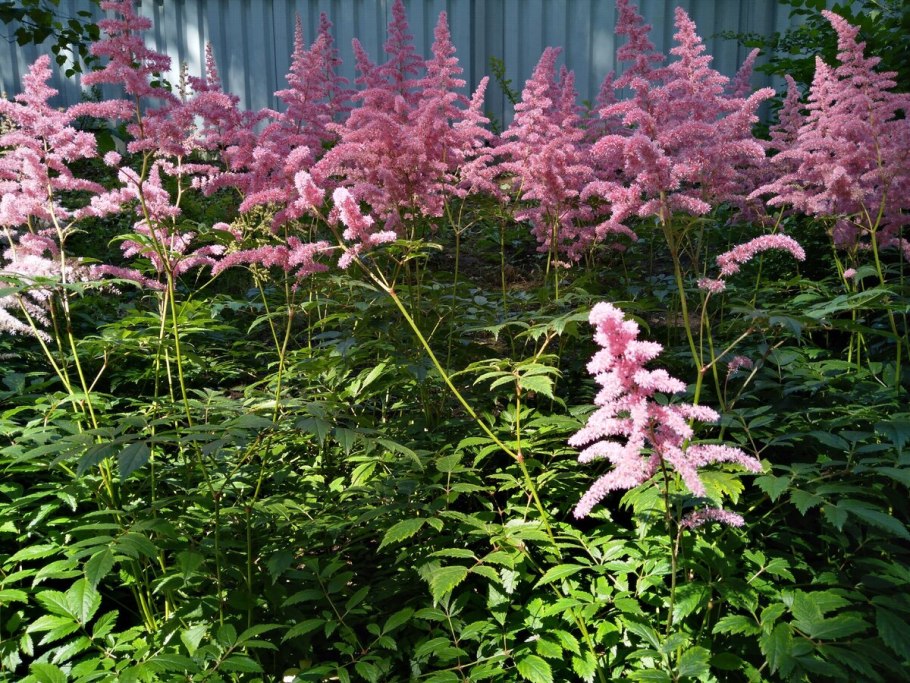 Астильба спартан