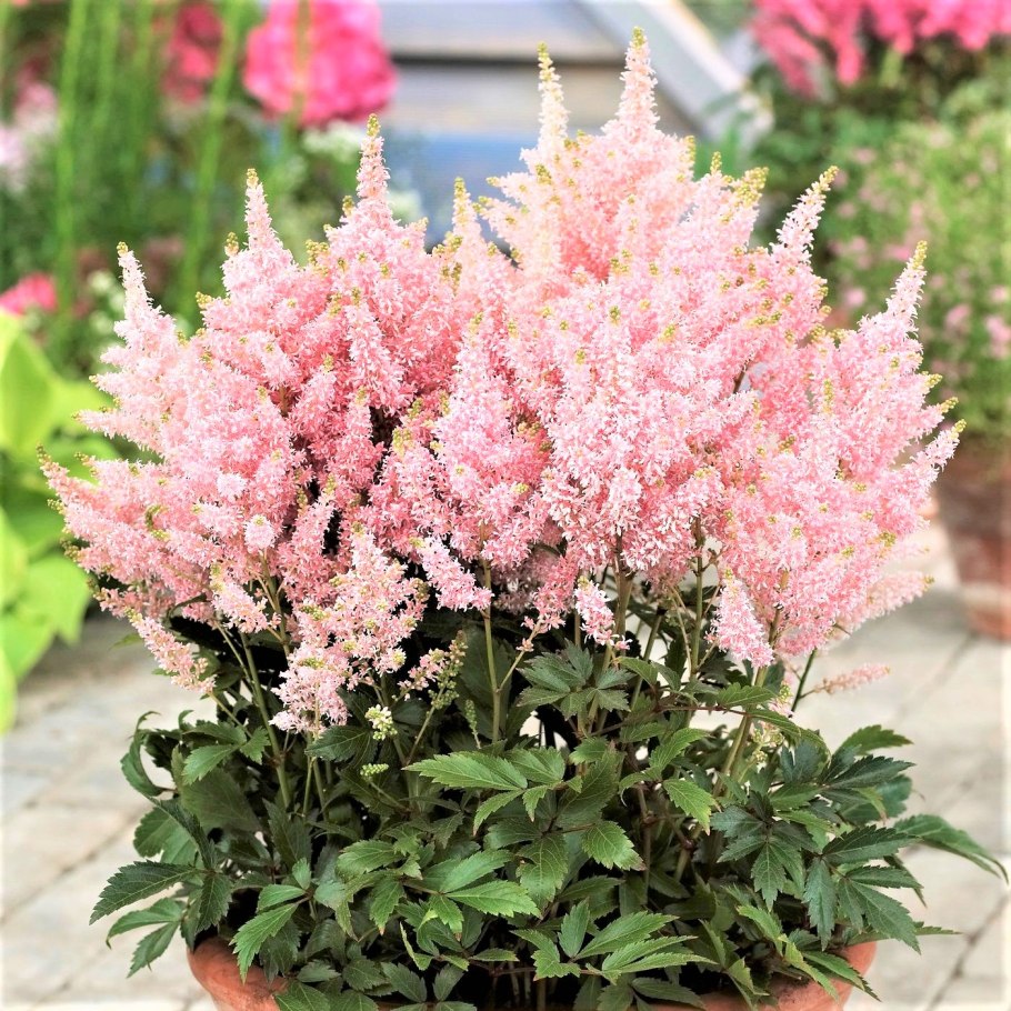 Астильба юник салмон