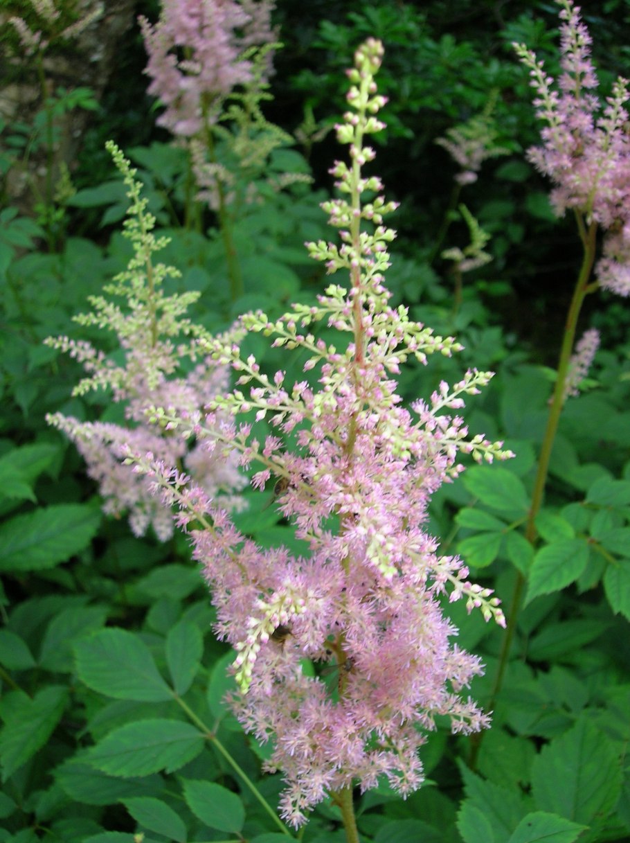 Astilbe 'sarma'