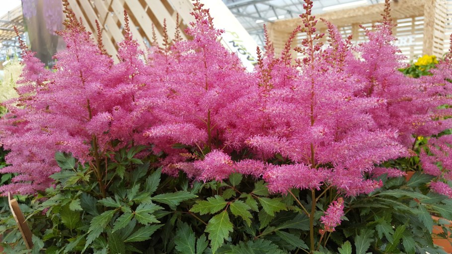 Астильба простолистная афродита