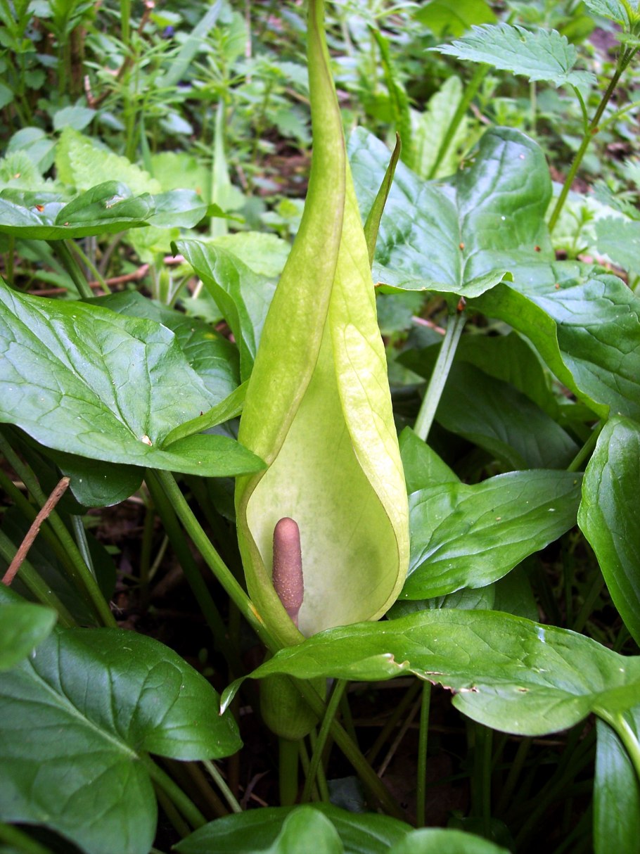 Арум (Аронник) пятнистый