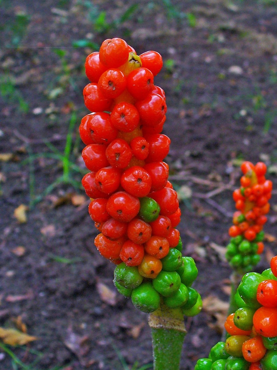 Аронник (Арум)